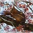 Squirrel in Japanese Plum Tree/Front Lawn