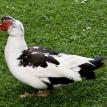 England 2008: Local Duck/Lincoln 