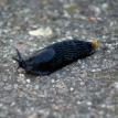 England 2008:  Slug  